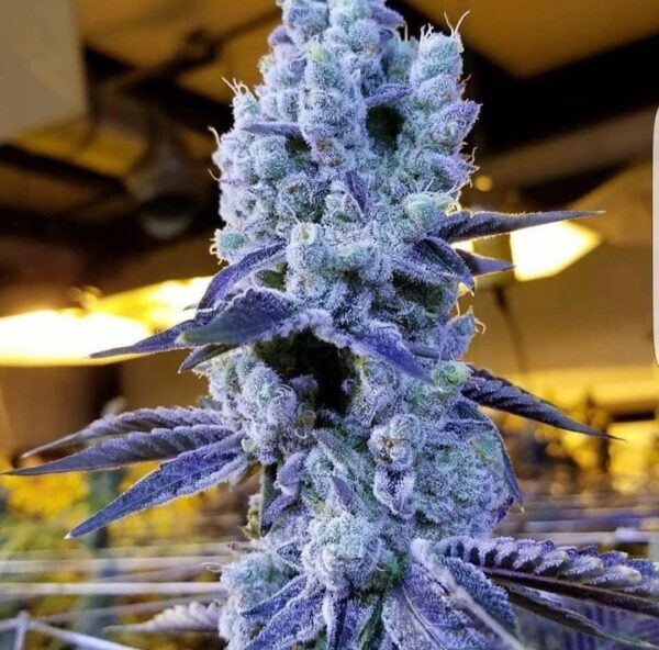 Durban Poison